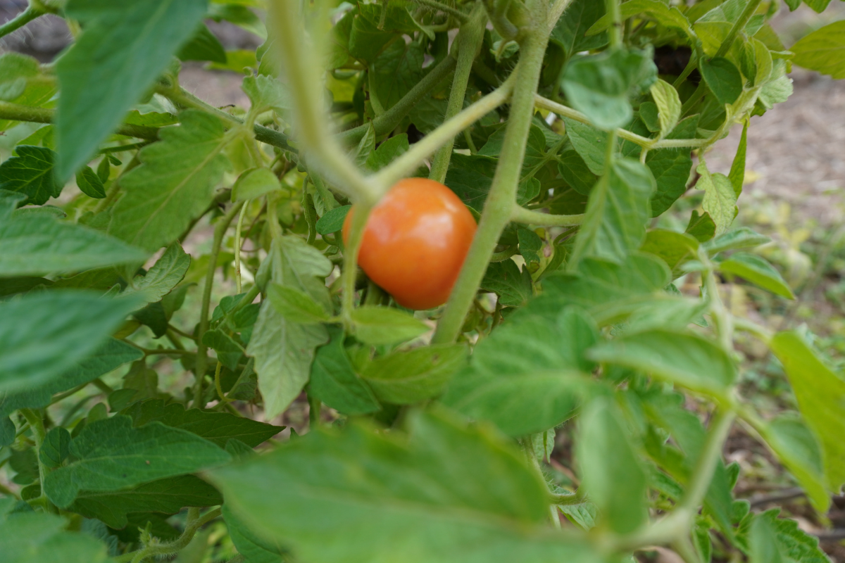Three Tomatoes, and Why I’m Starting Our Tropical Recipes