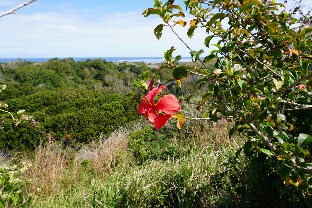 Video : Exploring Sigatoka Sand Dunes National Park: More Than Just Sand Dunes