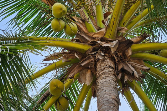 Fijian Beauty Secrets: Benefits of Coconut Oil and the Story of Loloma Pure Virgin Coconut Oil