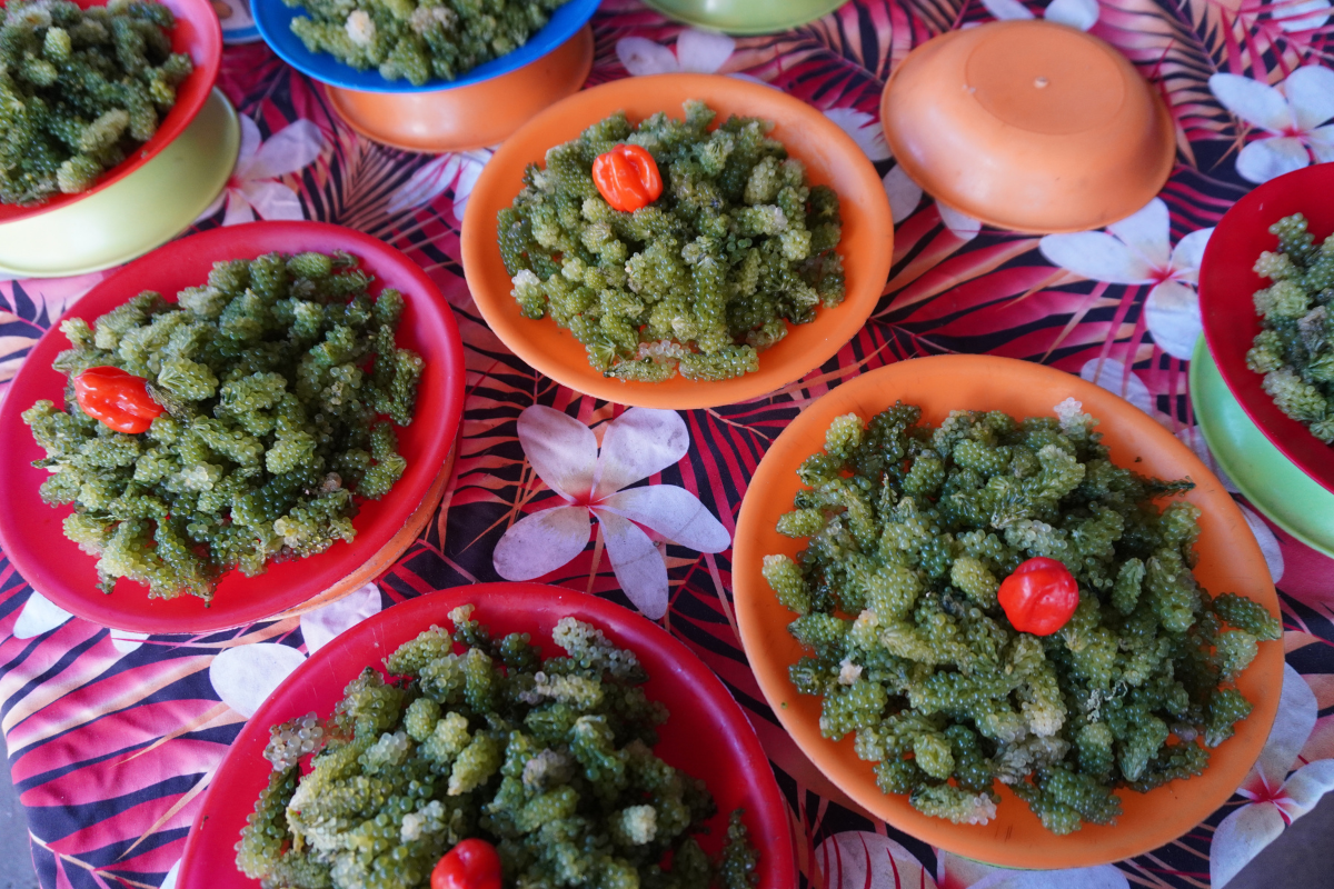 A Morning at Nadi Market and My Favorite Find: Nama (Sea Grapes)
