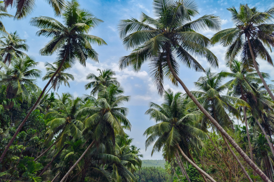In Fiji, Coconuts Are More Than Just a Tropical Fruit