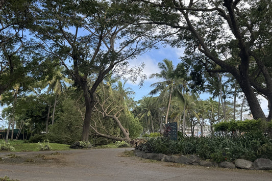 Impact of TC Vaianu in Fiji｜A Local Perspective from the Western Region